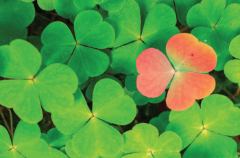 Accountancy News and Advice